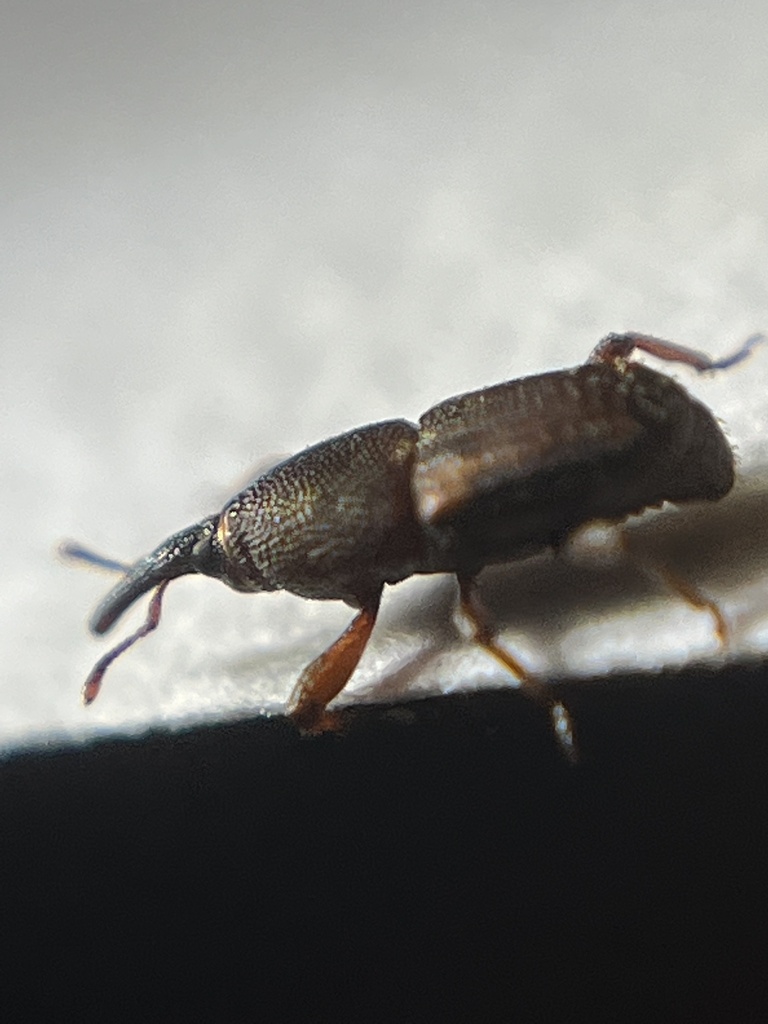 Grain Weevils from GreggGraniteville Park, Graniteville, SC, US on