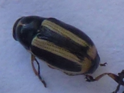 Cryptocephalus celtibericus