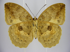 Bebearia carshena