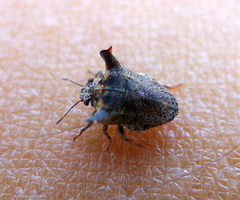 Deroploa parva
