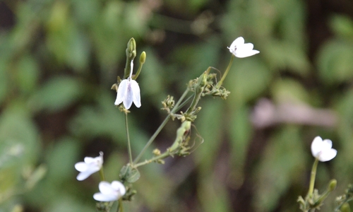 Image of Rhinacanthus nasutus by (c) renjus box, some rights reserved (CC BY)