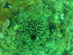 Pocillopora grandis