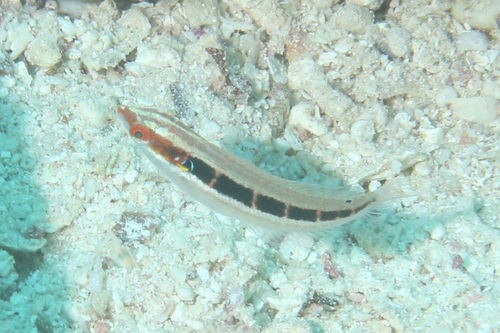 Staartvlek-coris (Coris caudimacula) — Labridae — 5