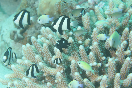 Three-spot Dascyllus — seen at this dive site