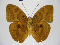Bebearia carshena