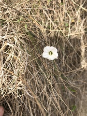 Convolvulus waitaha
