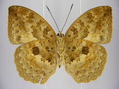 Bebearia carshena
