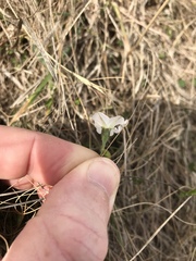 Convolvulus waitaha