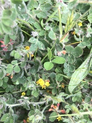 Acmispon wrangelianus