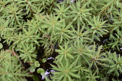 Myriophyllum robustum