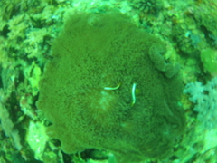 Amphiprion sandaracinos