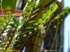 Dendrobium connatum
