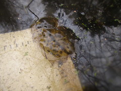 Ambystoma gracile