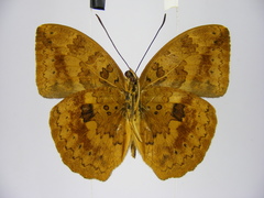 Bebearia carshena