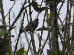 Tangara labradorides