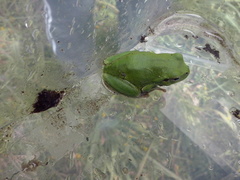 Hyla intermedia