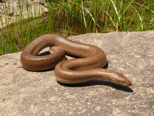 Desert Rosy Boa