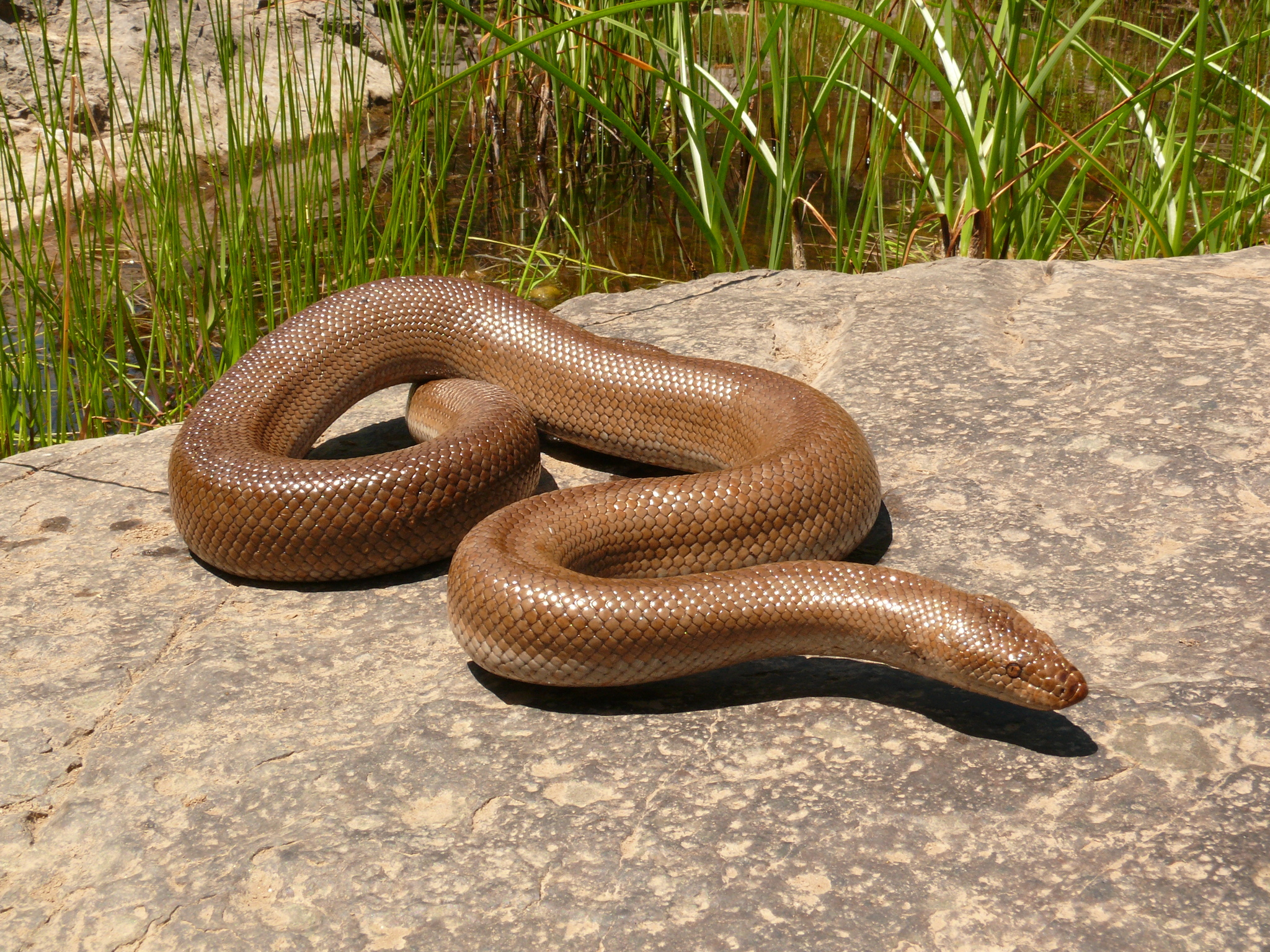 Desert Rosy Boa (Lichanura trivirgata) · iNaturalist