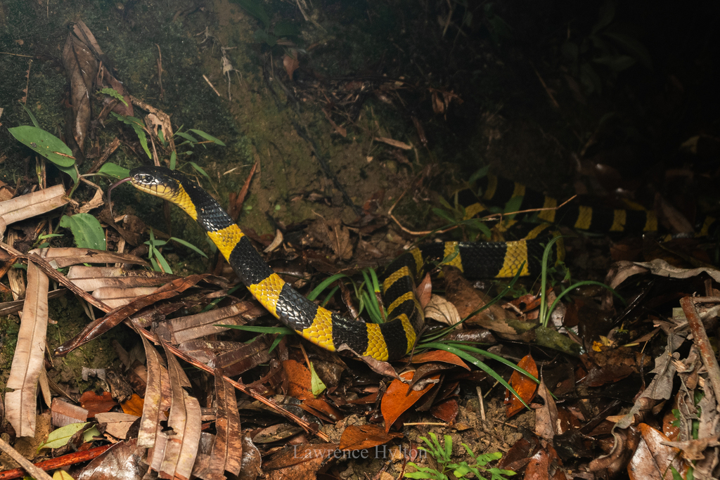 Banded Krait