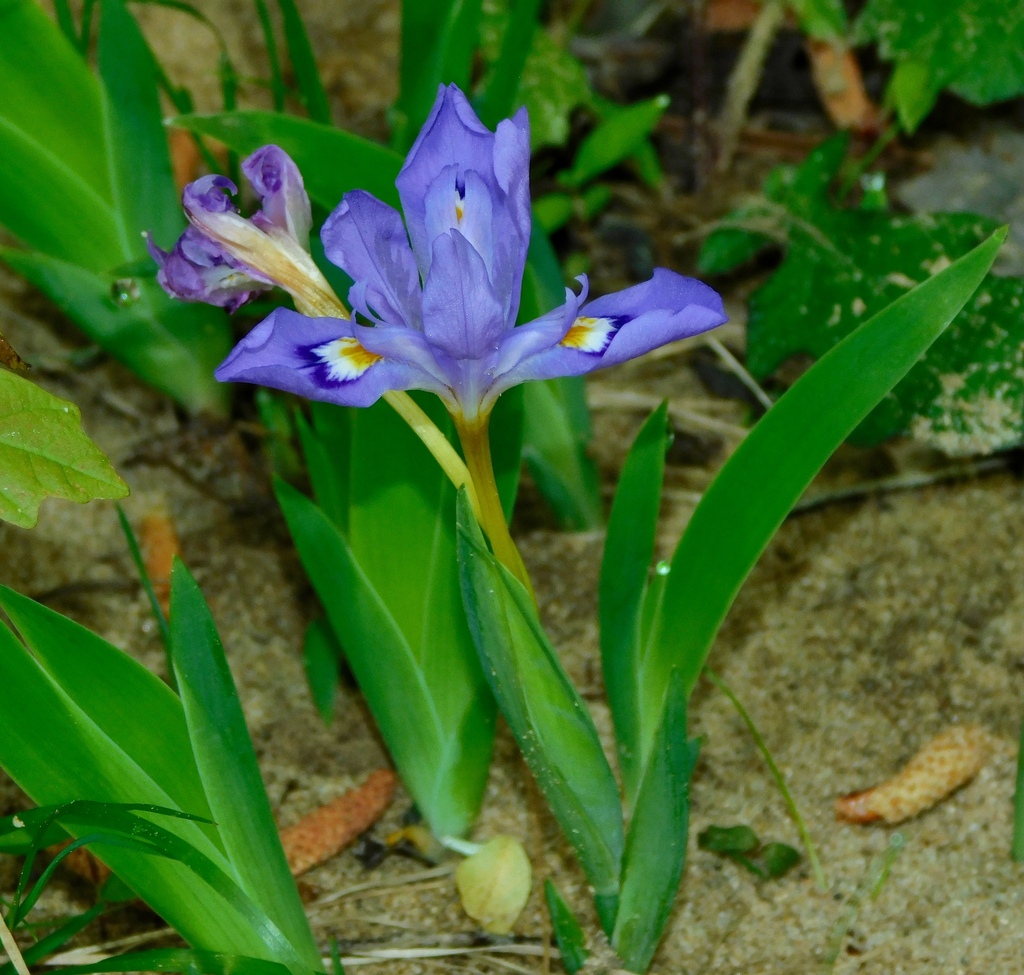 Iris cristata, North Carolina, US