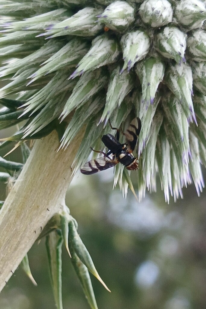 Urophora syriaca