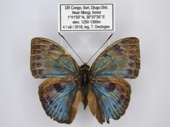 Bebearia carshena