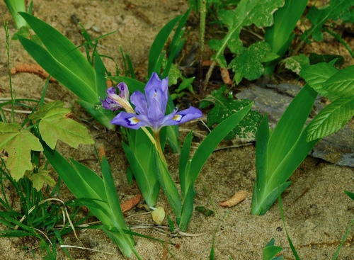 Iris cristata
