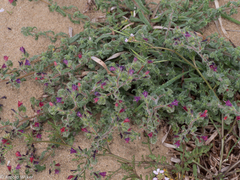 Echium angustifolium