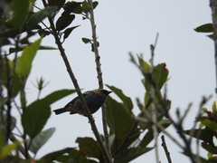 Tangara labradorides