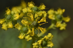 Ruta angustifolia