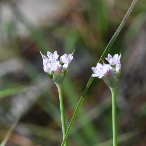 Wild Onion (Allium mutabile)
