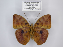 Bebearia carshena