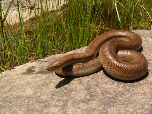 Photo of a Rosy Boa (Lichanura trivirgata)