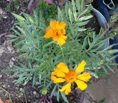 Tagetes lacera