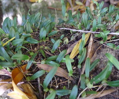 Bulbophyllum exiguum