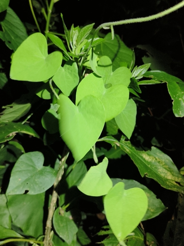 Cyclea insularis iNat (2)