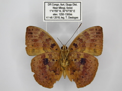 Bebearia carshena