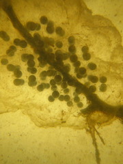 Ambystoma gracile
