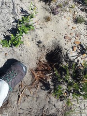 Hystrix africaeaustralis