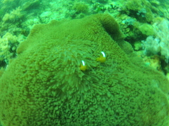 Amphiprion sandaracinos