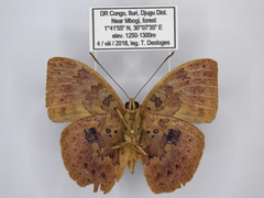 Bebearia carshena