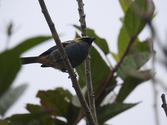 Tangara labradorides