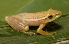 Parker's Reed Frog photo 2