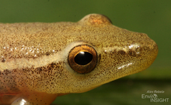 Parker's Reed Frog photo 3