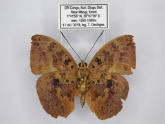 Bebearia carshena