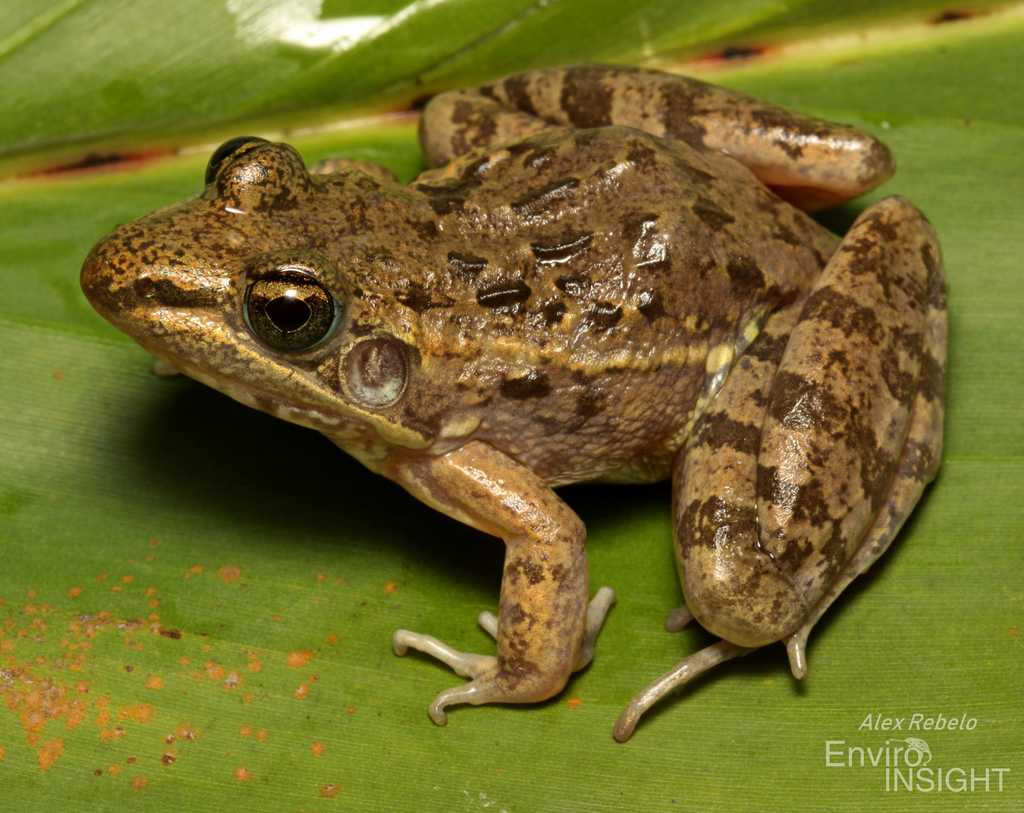 Schilluk Ridged Frog