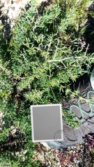 Asparagus stipulaceus