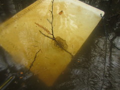 Ambystoma gracile