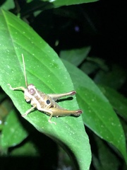 Ommatolampis perspicillata