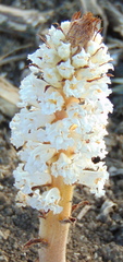 Orobanche crenata